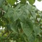 Igiri Tree, (Chinese Wonder) Idesia polycarpa, Tree Seeds (Fast, Edible, Showy)