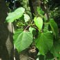 Igiri Tree, (Chinese Wonder) Idesia polycarpa, Tree Seeds (Fast, Edible, Showy)