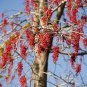 Igiri Tree, (Chinese Wonder) Idesia polycarpa, Tree Seeds (Fast, Edible, Showy)