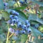 100 Highbush Blueberry, Vaccinium corymbosum, Seeds (Edible, Fall Color, Hardy)