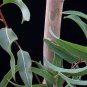 Eucalyptus citriodora, Lemon Scented Gum, Tree Seeds (Fast Fragrant Evergreen)