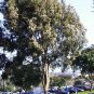 Eucalyptus citriodora, Lemon Scented Gum, Tree Seeds (Fast Fragrant Evergreen)