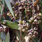 Eucalyptus citriodora, Lemon Scented Gum, Tree Seeds (Fast Fragrant Evergreen)