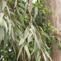 Eucalyptus citriodora, Lemon Scented Gum, Tree Seeds (Fast Fragrant Evergreen)
