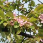 Chinese Quince, Chaenomeles sinensis, Tree Seeds (Edible, Fall Color, Fragrant)