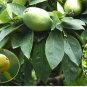 Chinese Quince, Chaenomeles sinensis, Tree Seeds (Edible, Fall Color, Fragrant)