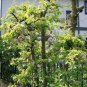 Chinese Quince, Chaenomeles sinensis, Tree Seeds (Edible, Fall Color, Fragrant)