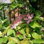 Chinese Quince, Chaenomeles sinensis, Tree Seeds (Edible, Fall Color, Fragrant)