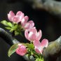Chinese Quince, Chaenomeles sinensis, Tree Seeds (Edible, Fall Color, Fragrant)