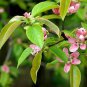Chinese Quince, Chaenomeles sinensis, Tree Seeds (Edible, Fall Color, Fragrant)