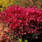 60 Wahoo Burning Bush, Euonymus atropurpurea Seeds (Showy, Fall Color, Hardy)