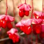 60 Wahoo Burning Bush, Euonymus atropurpurea Seeds (Showy, Fall Color, Hardy)