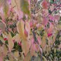 60 Wahoo Burning Bush, Euonymus atropurpurea Seeds (Showy, Fall Color, Hardy)