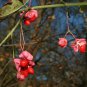 60 Wahoo Burning Bush, Euonymus atropurpurea Seeds (Showy, Fall Color, Hardy)