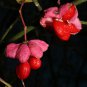 60 Wahoo Burning Bush, Euonymus atropurpurea Seeds (Showy, Fall Color, Hardy)
