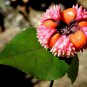 60 Wahoo Burning Bush, Euonymus atropurpurea Seeds (Showy, Fall Color, Hardy)