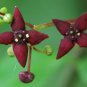 60 Wahoo Burning Bush, Euonymus atropurpurea Seeds (Showy, Fall Color, Hardy)