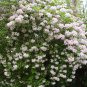 30 Beauty Bush, Kolkwitzia amabilis, Shrub Seeds (Fast, Showy, Fall Color, Hardy)
