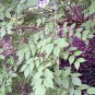 30 Beauty Bush, Kolkwitzia amabilis, Shrub Seeds (Fast, Showy, Fall Color, Hardy)