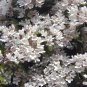 30 Beauty Bush, Kolkwitzia amabilis, Shrub Seeds (Fast, Showy, Fall Color, Hardy)