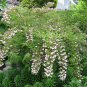 30 Beauty Bush, Kolkwitzia amabilis, Shrub Seeds (Fast, Showy, Fall Color, Hardy)