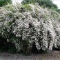 30 Beauty Bush, Kolkwitzia amabilis, Shrub Seeds (Fast, Showy, Fall Color, Hardy)