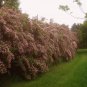 30 Beauty Bush, Kolkwitzia amabilis, Shrub Seeds (Fast, Showy, Fall Color, Hardy)
