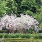 30 Beauty Bush, Kolkwitzia amabilis, Shrub Seeds (Fast, Showy, Fall Color, Hardy)