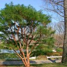 60 Japanese Red Pine, Pinus densiflora, Tree Seeds (Bonsai, Hardy Evergreen)