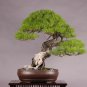60 Japanese Red Pine, Pinus densiflora, Tree Seeds (Bonsai, Hardy Evergreen)