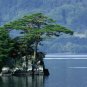 60 Japanese Red Pine, Pinus densiflora, Tree Seeds (Bonsai, Hardy Evergreen)