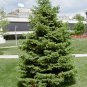 50 White Spruce, Picea glauca, Tree Seeds (Hardy Evergreen)