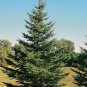 50 White Spruce, Picea glauca, Tree Seeds (Hardy Evergreen)