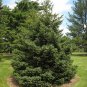 50 White Spruce, Picea glauca, Tree Seeds (Hardy Evergreen)