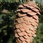 50 White Spruce, Picea glauca, Tree Seeds (Hardy Evergreen)