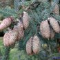 50 White Spruce, Picea glauca, Tree Seeds (Hardy Evergreen)