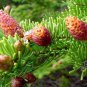 50 White Spruce, Picea glauca, Tree Seeds (Hardy Evergreen)