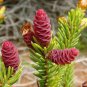 50 White Spruce, Picea glauca, Tree Seeds (Hardy Evergreen)