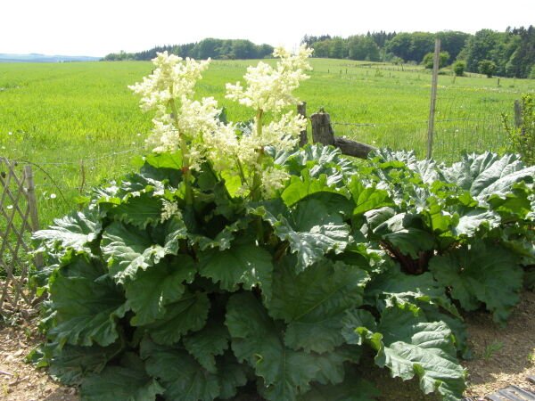 50 Victoria Rhubarb, Rheum rhabarbarum “Victoria”, Seeds (Fast, Edible ...