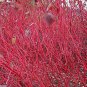 Coral Bark Dogwood (Siberian Tatarian Dogwood) Cornus alba sibirica, Shrub Seeds