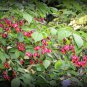 Scarlet Euonymus, Euonymus sachalinensis, Shrub Seeds (Fall Color, Showy)