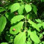 Scarlet Euonymus, Euonymus sachalinensis, Shrub Seeds (Fall Color, Showy)
