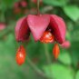Scarlet Euonymus, Euonymus sachalinensis, Shrub Seeds (Fall Color, Showy)