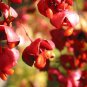 Scarlet Euonymus, Euonymus sachalinensis, Shrub Seeds (Fall Color, Showy)