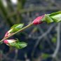 Scarlet Euonymus, Euonymus sachalinensis, Shrub Seeds (Fall Color, Showy)