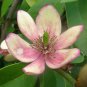 Banana Shrub, Michelia Figo (Magnolia figo), Seeds (Fragrant, Showy Evergreen)