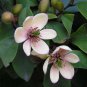 Banana Shrub, Michelia Figo (Magnolia figo), Seeds (Fragrant, Showy Evergreen)