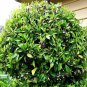 Banana Shrub, Michelia Figo (Magnolia figo), Seeds (Fragrant, Showy Evergreen)