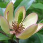 Banana Shrub, Michelia Figo (Magnolia figo), Seeds (Fragrant, Showy Evergreen)