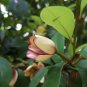 Banana Shrub, Michelia Figo (Magnolia figo), Seeds (Fragrant, Showy Evergreen)